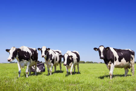 Eat Pastured Meat for the Optimum Diet Image